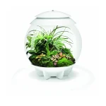 biOrb AIR 30 hvitt planteterrarium med mose og planter i studio sett forfra