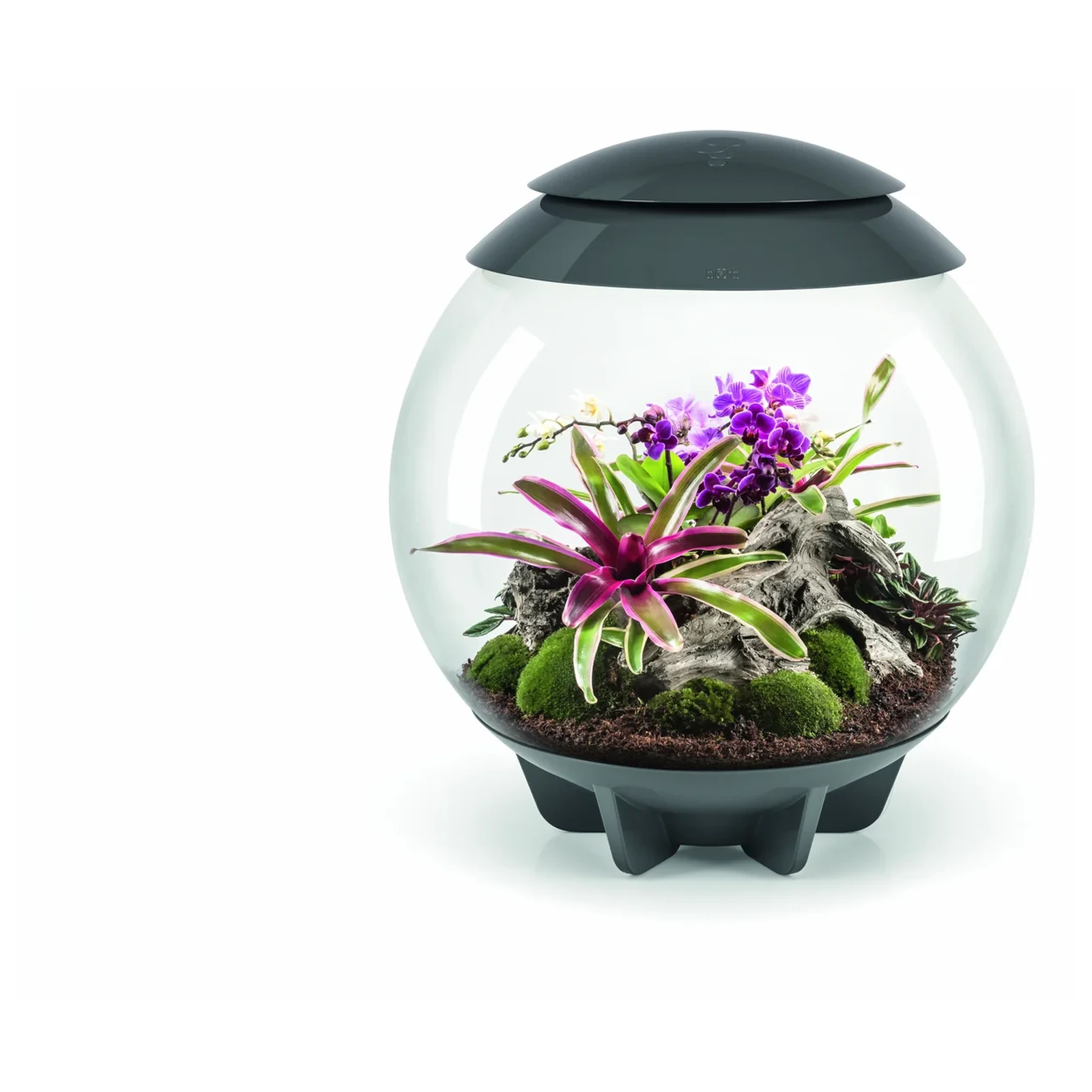 biOrb AIR 60 grått planteterrarium med mørkt lokk og planter i studio