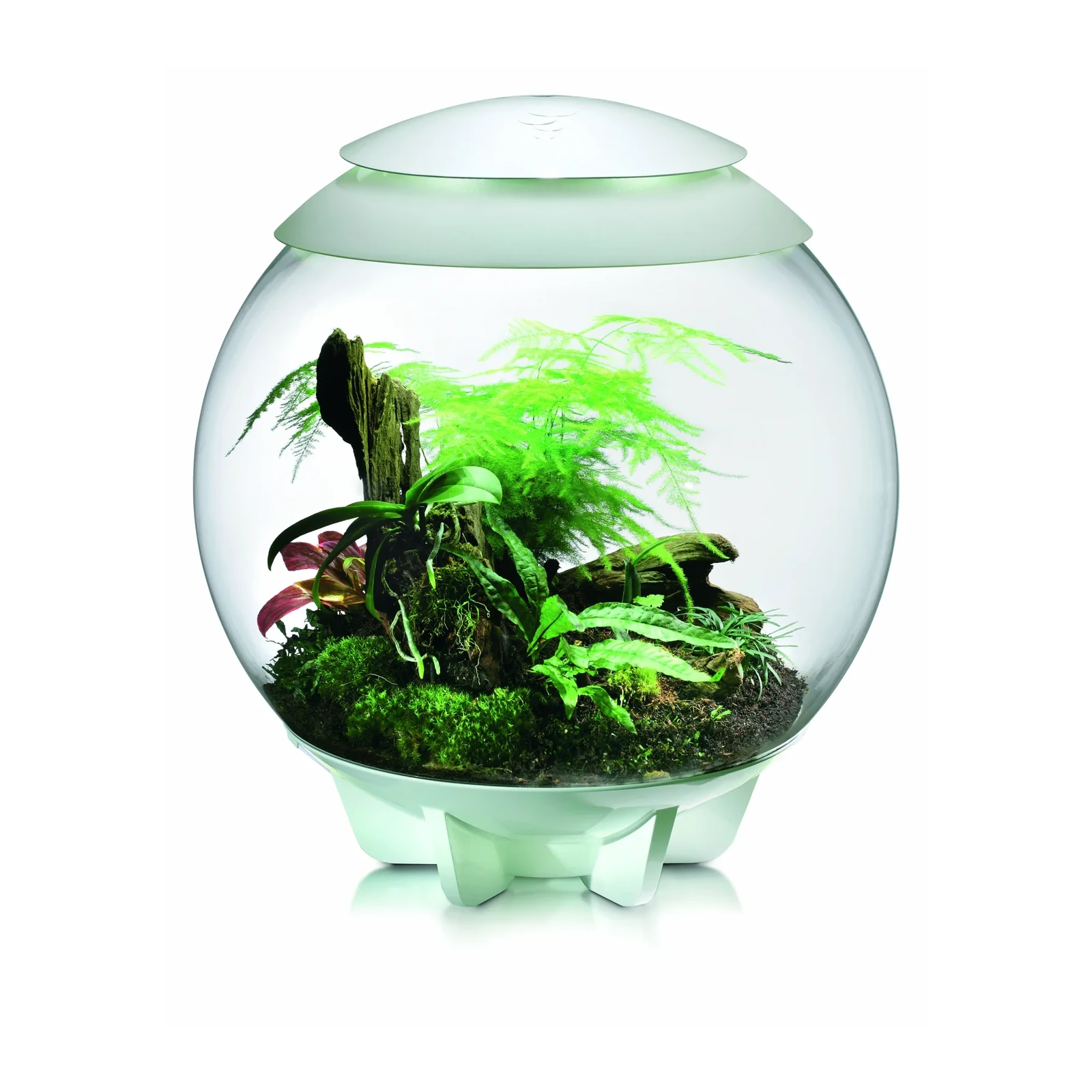 biOrb AIR 60 hvitt planteterrarium med bregne og mose i studio