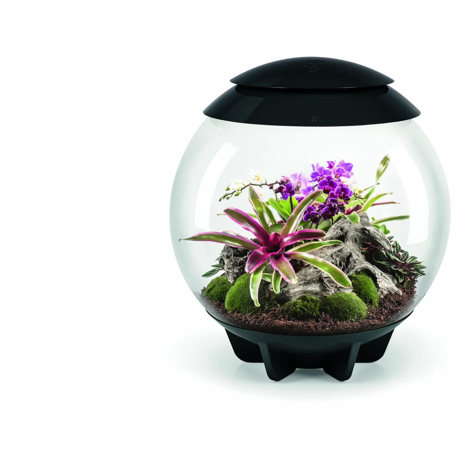 biOrb AIR 60 sort planteterrarium med svart lokk og planter i studio