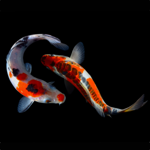 Koi 13-15cm til hagedam