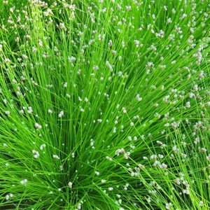 Sumpplante "Scirpus cernuus"