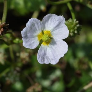 Sumpplante "Baldellia ranunculoides"