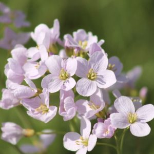 Sumpplante Cardamine pratensis til hagedam