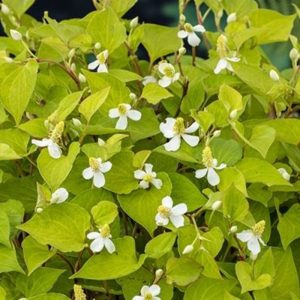 Sumpplante Houttuynia cordata til hagedam
