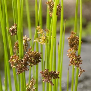 Sumpplante Juncus effusus til hagedam