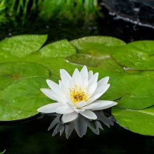 Vannlilje Marliacea albida til hagedam