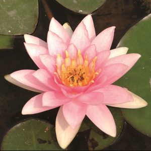 Vannlilje Marliacea carnea til hagedam