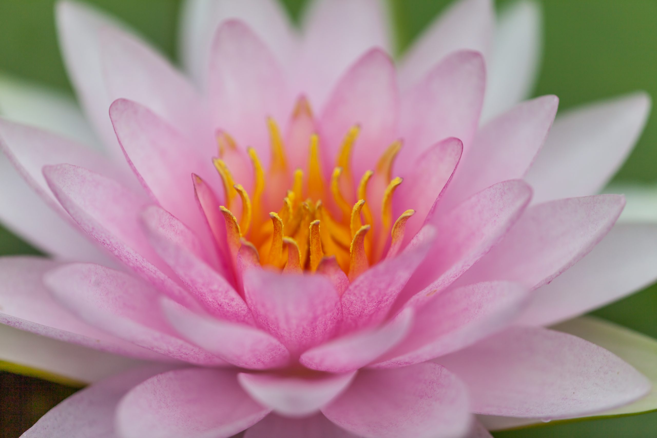 Vannlilje Marliacea carnea til hagedam