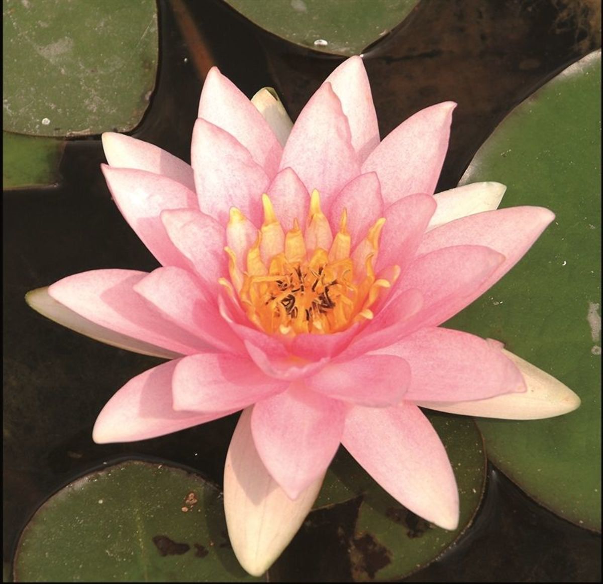 Vannlilje Marliacea carnea til hagedam
