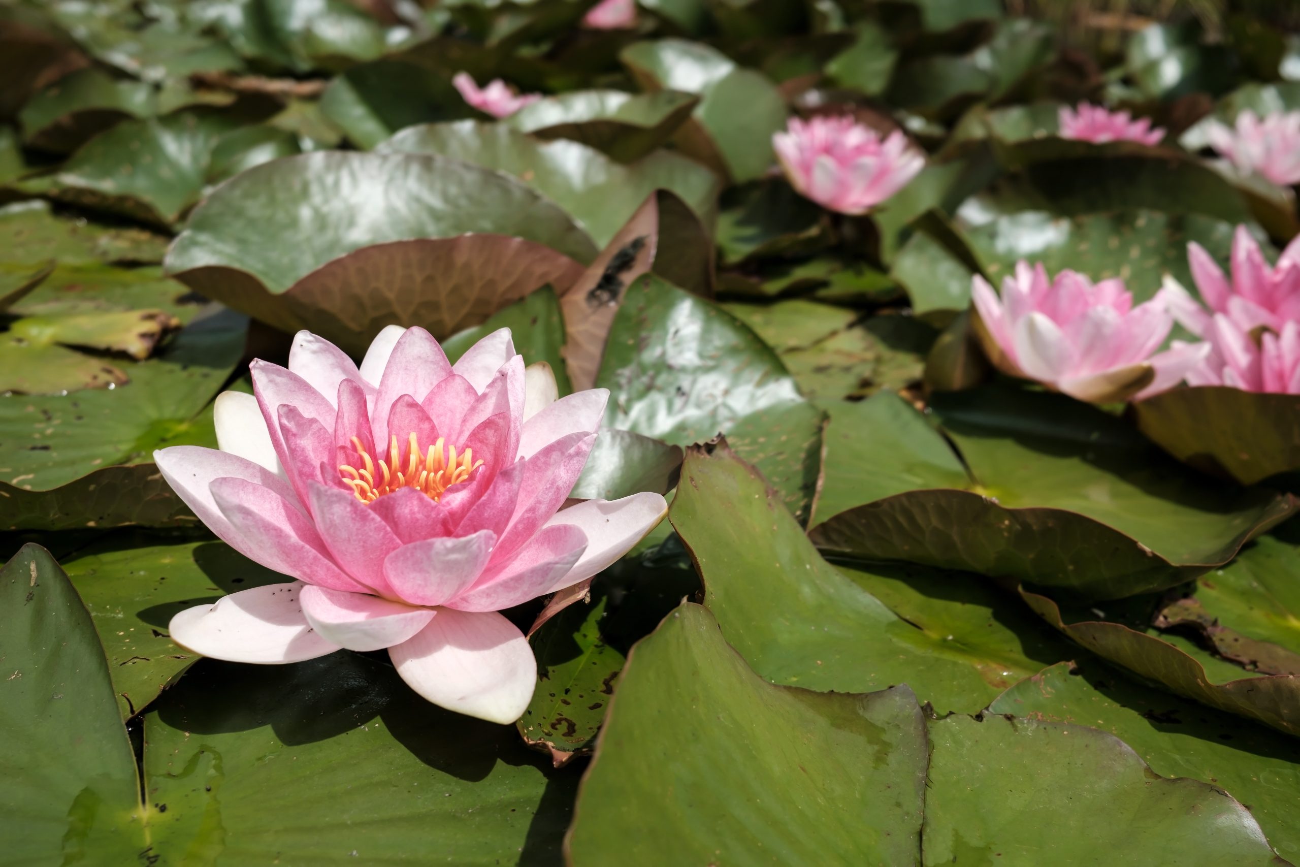 Vannlilje Marliacea carnea til hagedam