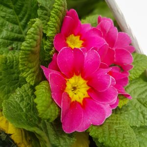 Sumpplante Primula rosea til hagedam