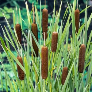 Sumpplante Typha latifolia til hagedam