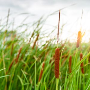 Sumpplante Typha minima til hagedam