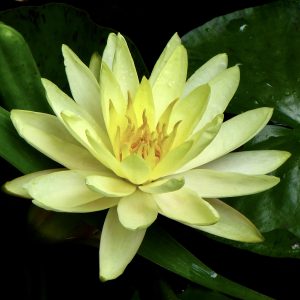 Vannlilje Yellow sensation til hagedam