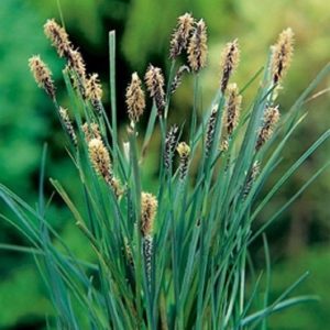 Sumpplante "Carex panacea"