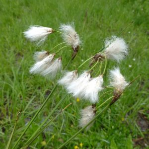 Sumpplante "Eriophorum angustifolium"