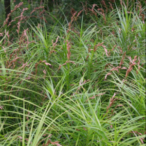 Sumpplante "Carex muskingumensis"