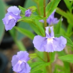 Sumpplante "Mimulus ringens"