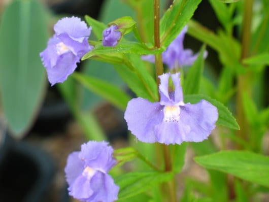 Sumpplante "Mimulus ringens"