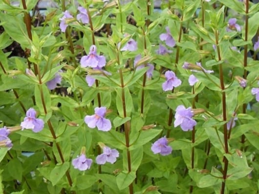 Sumpplante "Mimulus ringens"