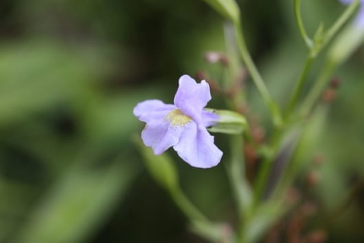 Sumpplante "Mimulus ringens"