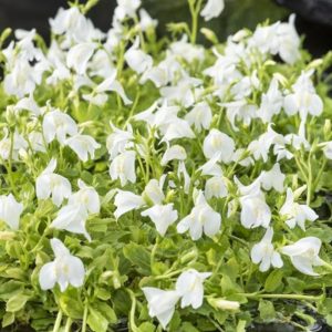 Sumpplante Mazus reptans alba til hagedam