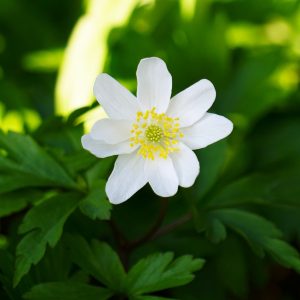 Sumpplante Caltha palustris alba til hagedam
