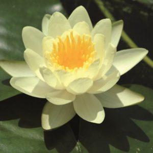 Vannlilje Marliacea chromatella til hagedam