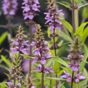 Sumpplante Stachys palustris til hagedam