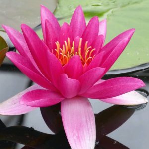 Vannlilje - Nymphaea 'James Brydon'