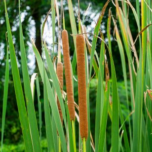 Sumpplante Typha angustifolia til hagedam