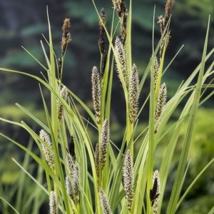 Sumpplante Carex riparia til hagedam