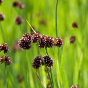 Sumpplante Juncus ensifolius til hagedam