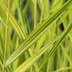 Sumpplante Phragmites australis 'Variegatus' til hagedam