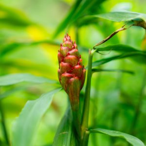 Sumpplante Persicaria amphibia til hagedam