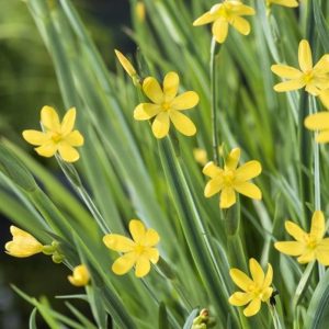 Sumpplante Sisyrinchium californicum til hagedam
