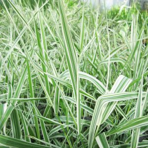 Sumpplante Phalaris arund. ‘Picta' til hagedam