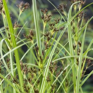 Sumpplante Cyperus longus til hagedam