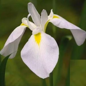 Sumpplante Iris kaempferi White til hagedam