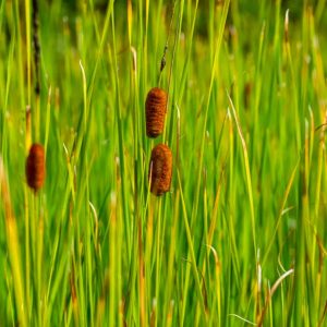 Sumpplante Typha laxmannii til hagedam