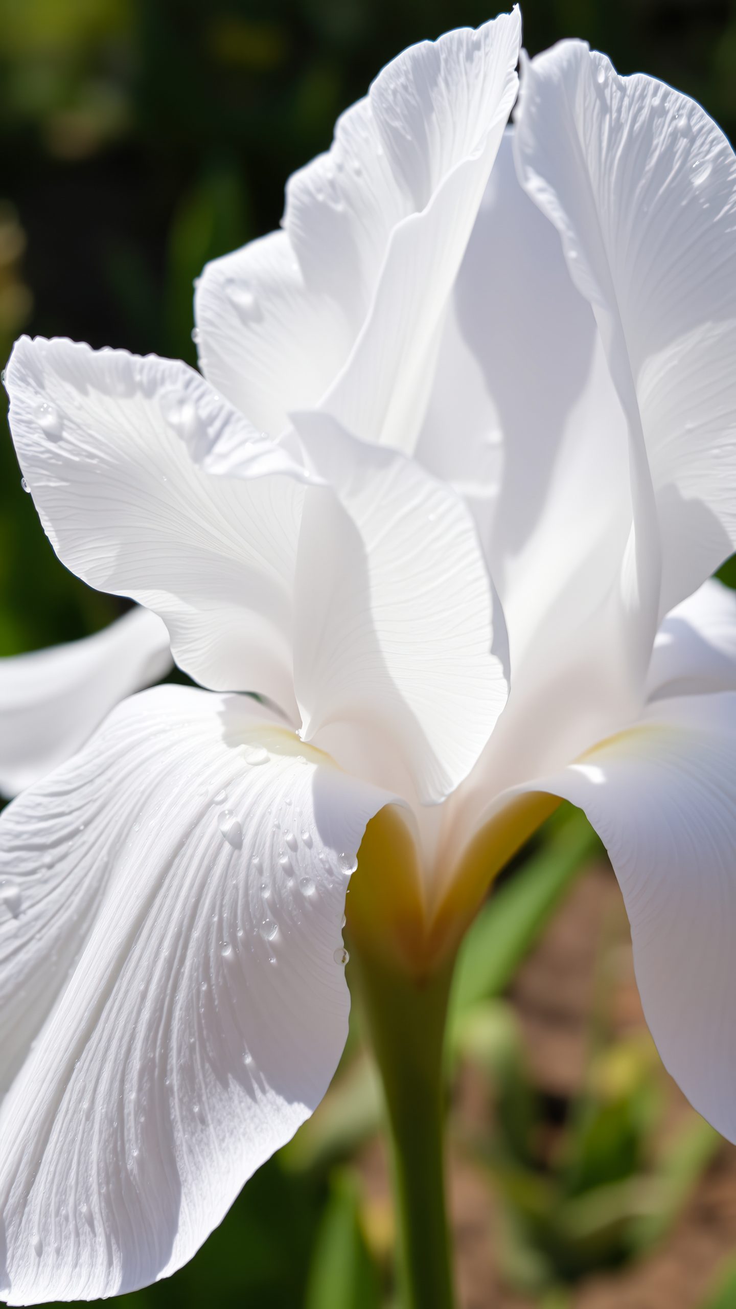 Sumpplante Iris ensata White til hagedam