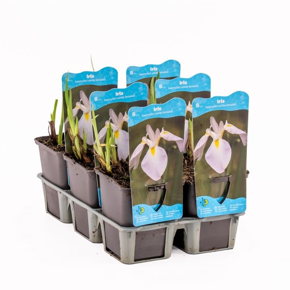 Sumpplante Iris ensata White til hagedam