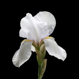 Sumpplante Iris ensata White til hagedam