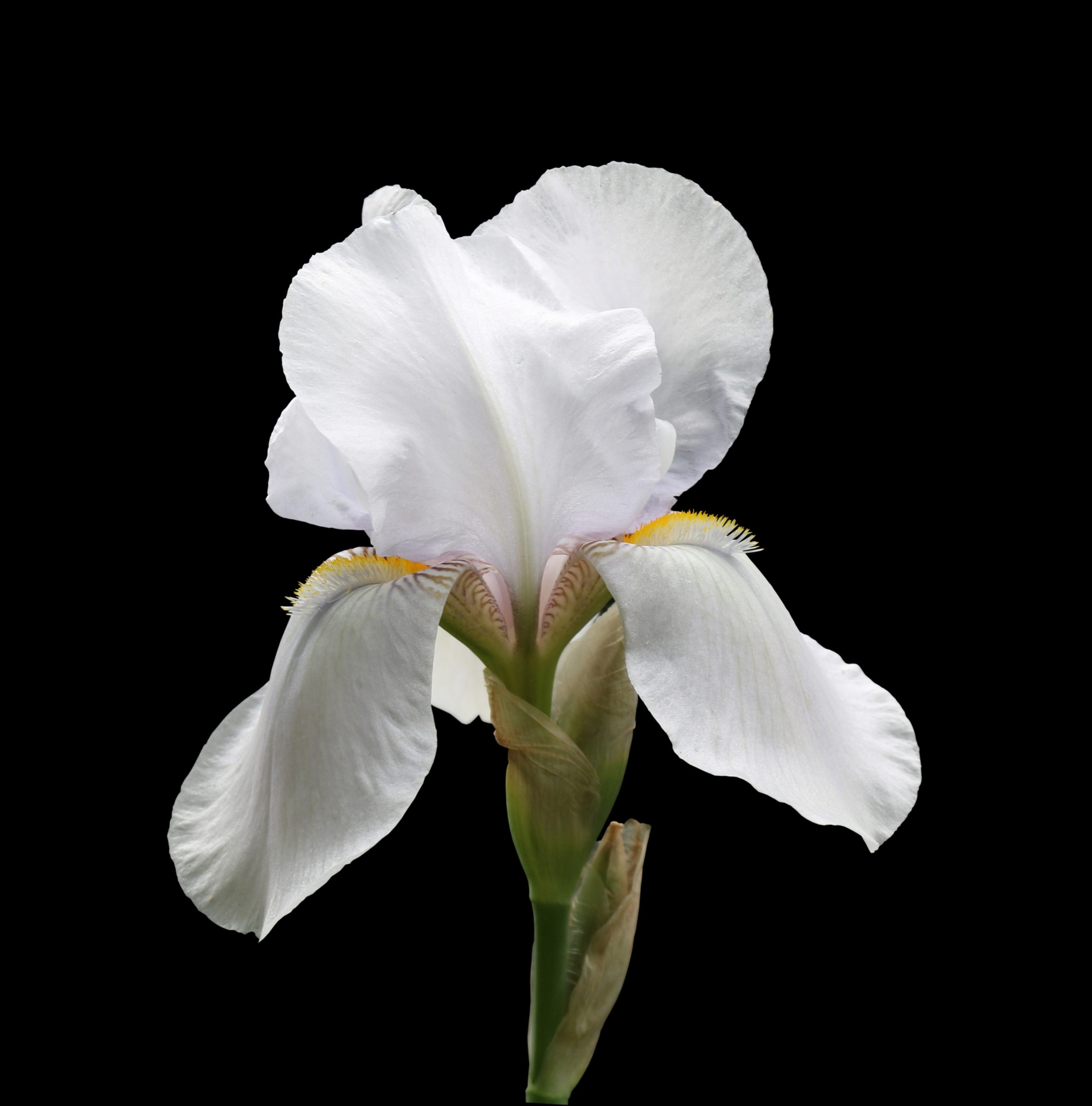 Sumpplante Iris ensata White til hagedam