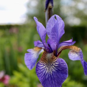 Sumpplante Iris laevigata 'Variegata' til hagedam