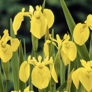 Sumpplante Iris pallida 'Variegata' til hagedam