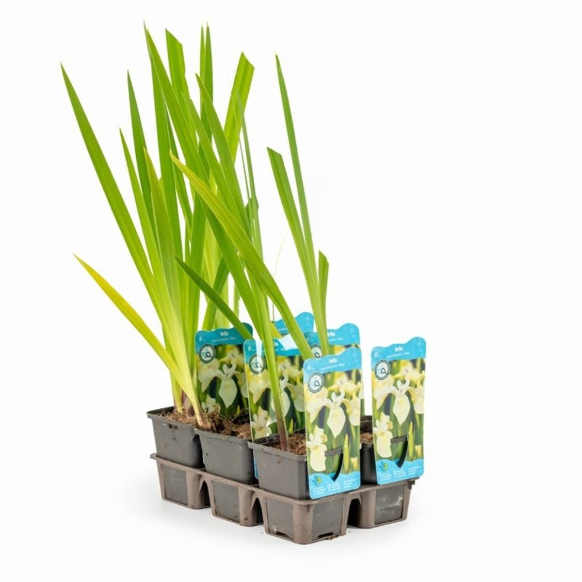 Sumpplante Iris pumila 'Alba' til hagedam