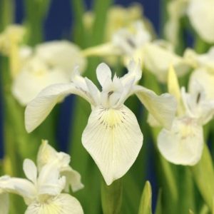 Sumpplante Iris pumila 'Alba' til hagedam