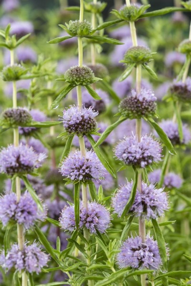 Sumpplante Mentha cervina til hagedam